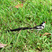 Pin-tailed Whydah